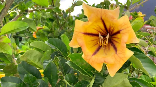 Yellow Cup Of Gold Vine (Solandra maxima) flower in the tropical garden of Tenerife,Canary Islands,Spain. Blooming Golden Chalice Vine plant close up,4K
