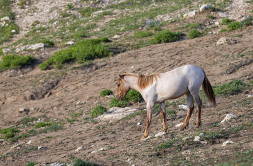 Wild Horse in the Pryor Mountains Montana in Summer