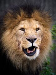 Lion (Panthera leo)