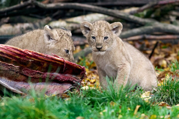 Lion (Panthera leo)