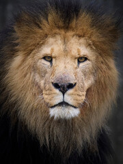 Lion (Panthera leo)