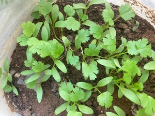 plant in the garden
