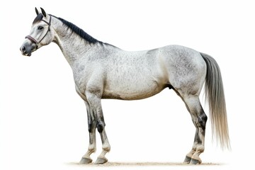 Mixed breed of Spanish and Arabian Full body horse, 8 years old, portrait standing against white background