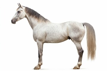 Mixed breed of Spanish and Arabian Full body horse, 8 years old, portrait standing against white background