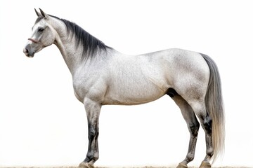 Mixed breed of Spanish and Arabian Full body horse, 8 years old, portrait standing against white background