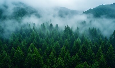 Misty foggy mountain landscape with fir forest and copyspace in vintage retro hipster style
