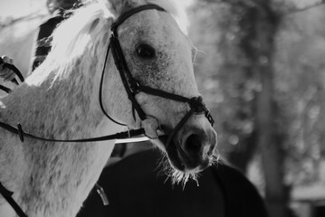 Portrait of beautiful white horse close macro details