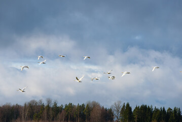 white swans flying in a blue sky where trees can be seen in the distance