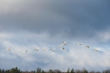 white swans flying in a blue sky where trees can be seen in the distance