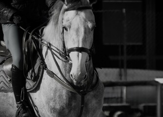 Portrait of beautiful white horse close macro details