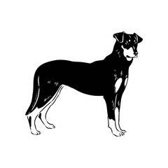 vector drawings New Zealand shepherd, vector sketch in ink by hand , objects with no background