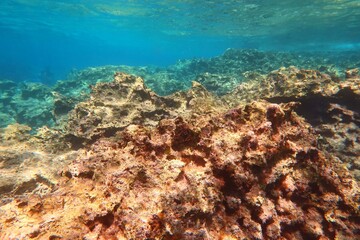 Colorful rocky seascape in the turquoise water. Seabed with stones and algaes, underwater photography from scuba diving. Vivid undersea landscape, adventure scuba diving. Shallow clear ocean.