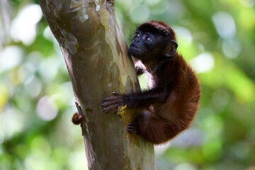 In this captivating photo, a baBy monkey is seen in its natural habitat, showcasing its inquisitive and expressive nature. The monkey's reddish-brown fur contrasts beautifully with the lush 