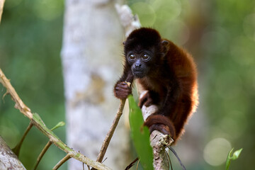In this captivating photo, a baBy monkey is seen in its natural habitat, showcasing its inquisitive and expressive nature. The monkey's reddish-brown fur contrasts beautifully with the lush 