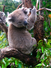 Cute koala bear © Helena Bilkova