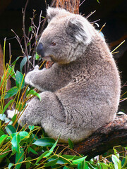 Koala bear © Helena Bilkova