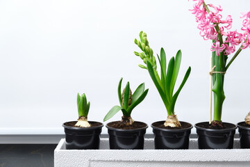 Four hyacinth plants in different stages of maturity stand in a row from just starting to bloom....