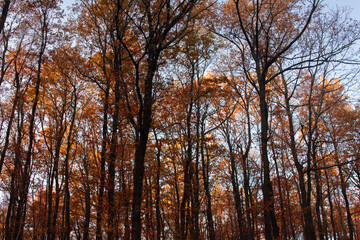 Obraz premium Autumn forest with colorful leaves