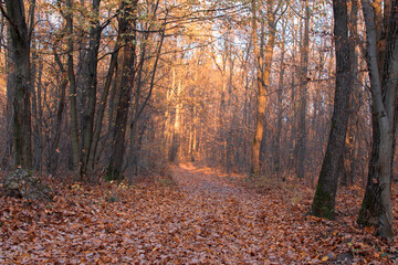 Obraz premium Autumn forest with colorful leaves