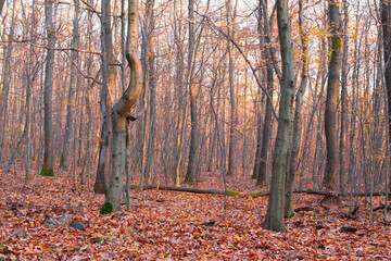Autumn forest with colorful leaves
