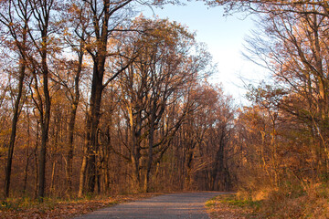 Obraz premium Road in autumn forest with colorful leaves