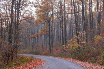 Obraz premium Road in autumn forest with colorful leaves