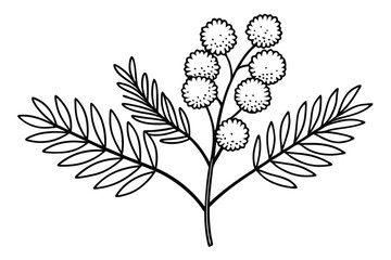 Elegant Line Silhouette Drawing of a Mimosa Flower