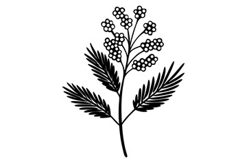 Elegant Line Silhouette Drawing of a Mimosa Flower