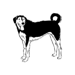vector drawings New Zealand shepherd, vector sketch in ink by hand , objects with no background