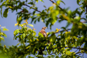 Mały ptak (drozd) wśród zieleni © arekzet62