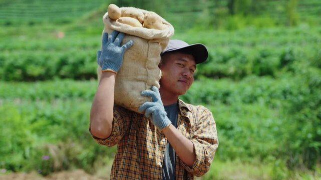Happy farmer carrying a bag of harvested potatoes on his shoulder. A satisfied smile reflects the success of the harvest. Abundant potato harvesting process under sunlight. Potato harvest season