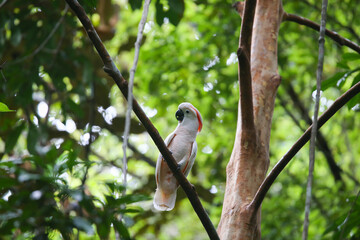 Cockatoo parrots live freely in trees, tropical forests