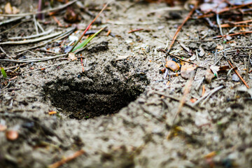 close-up of a hole in the ground dug by animal wildlife nature sandy dirt texture background