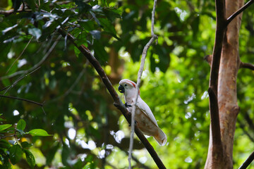 Cockatoo parrots live freely in trees, tropical forests © latoken