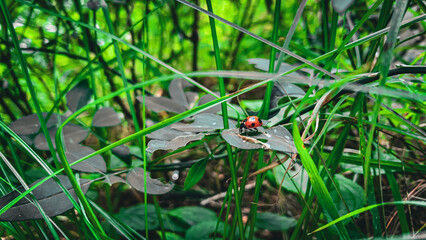 Detailed macro shot of a beautiful black dotted red ladybug, close-up of a ladybug on a green leaf...