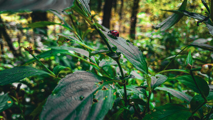 Detailed macro shot of a beautiful black dotted red ladybug, close-up of a ladybug on a green leaf...