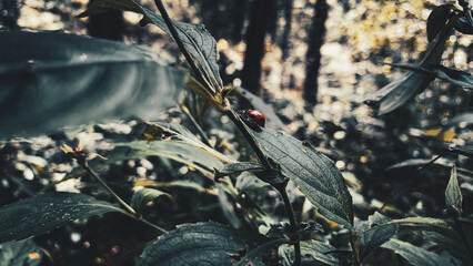 Detailed macro shot of a beautiful black dotted red ladybug, close-up of a ladybug on a green leaf...