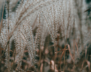 Fototapeta premium golden hour full frame fluffy abstract reeds and grass seeds isolated on a blurred autumn minimalist background