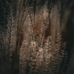 abstract earth tones reeds against sky meditation cinematic mood backdrop
