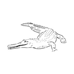 Crocodile sketch. Aligator. Vector hand drawn illustration