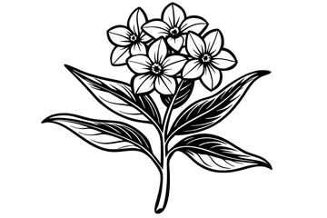 Elegant Line Silhouette Drawing of a Phlox Flower