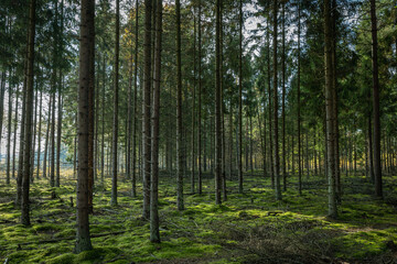 Obraz premium Misty autumn forest. October in misty forest. Poland Europe, Knyszyn Primeval Forest spruce trees