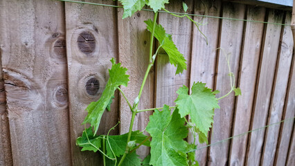 Close up of young grape leaves