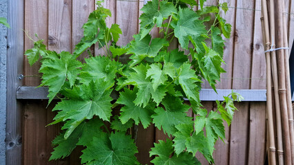 Close up of young grape leaves