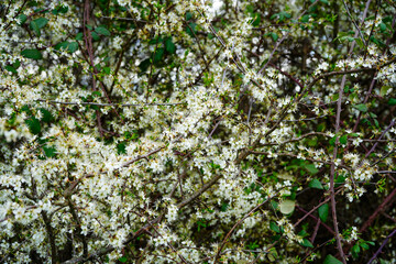View of small white blossom flowers in the spring 