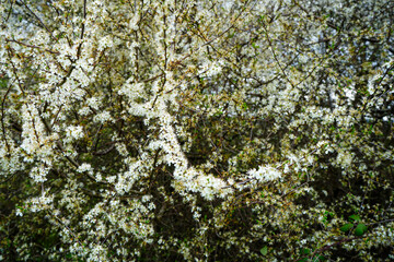 View of small white blossom flowers in the spring 