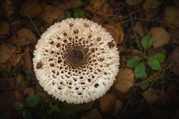 October forest fungus Parasol mushroom Macrolepiota procera very tasty mushroom Poland Europe