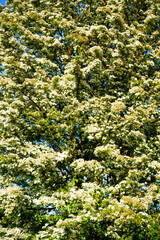 View of small white blossom flowers in the spring 