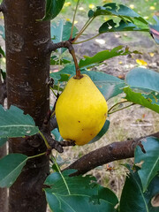 A ripe yellow pear hanging on a tree branch in a sunny garden during autumn season