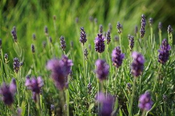 Obraz premium fabulously beautiful lavender close up